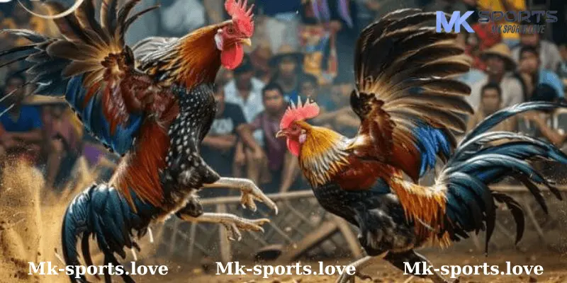 Chiến Lược Trong Đá Gà Mỹ Tại MK Sports