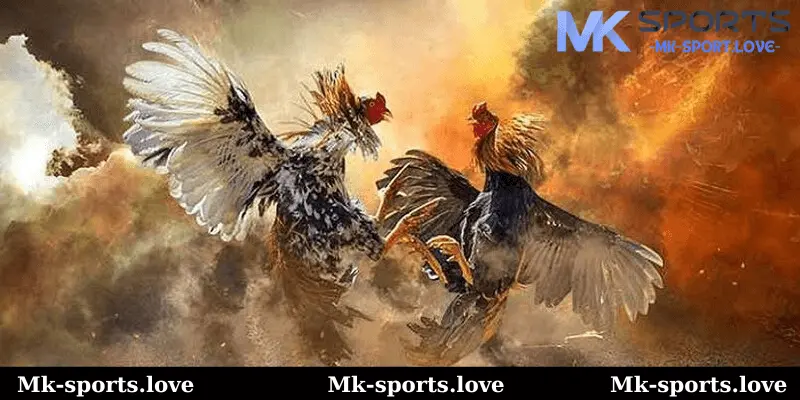 Các Yếu Tố Làm Nên Chiến Kê Đá Mã Thương trên Mk sports